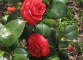 j. Margherita Coleoni18